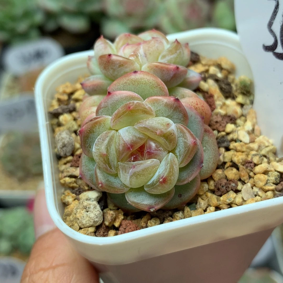 双头甜心e可拍3580