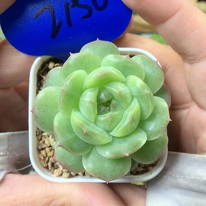绿晶体珍妮单头2156