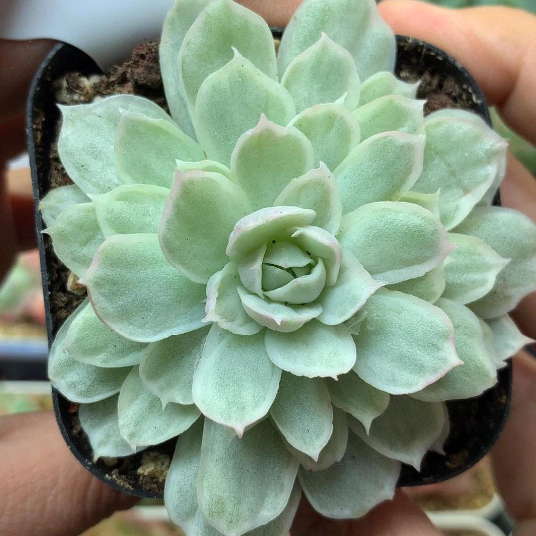 白蝴蝶锦单头可拍3505