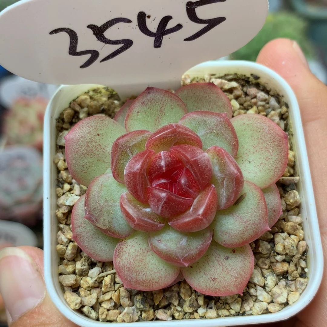 琴心单头可拍3545