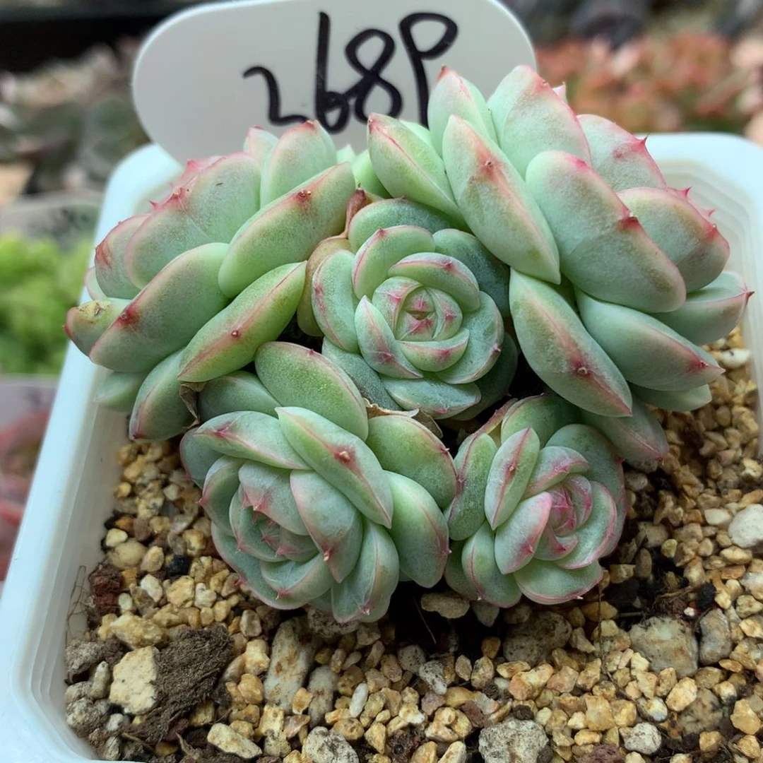 白芷珍妮5头群3689