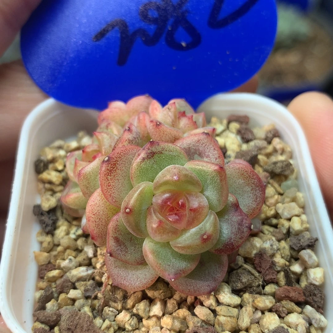 甜心蜜糖5头无砍群2082