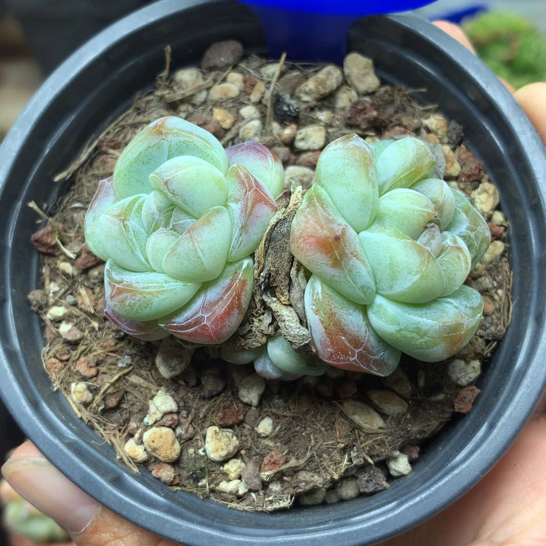 油透暗纹糖心冰玉2881