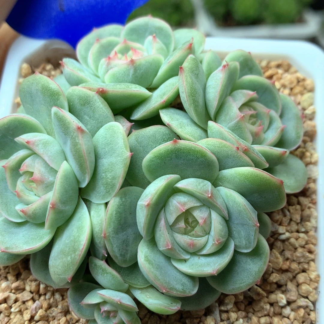 白芷珍妮4头群1562