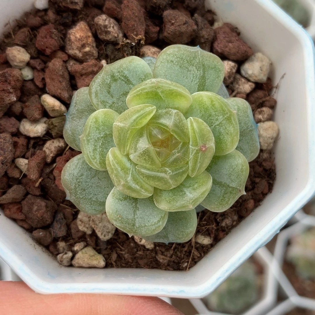 黄心白色恋人单头。3445