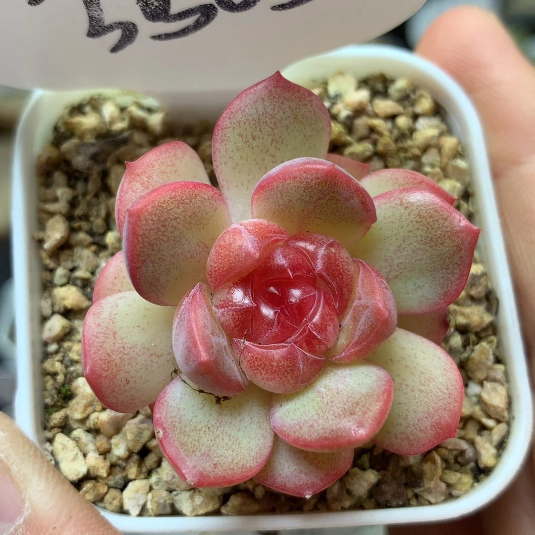 巫拉拉琴心单头3505