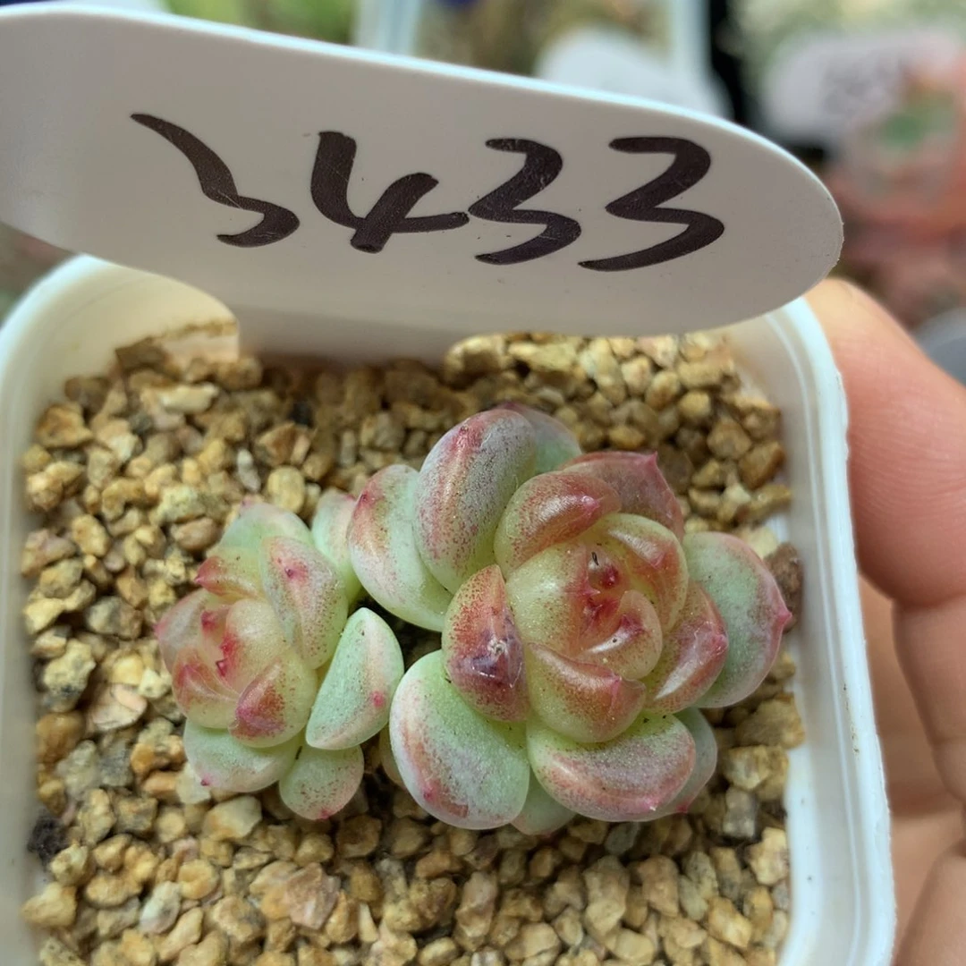 甜心蜜糖双头3433