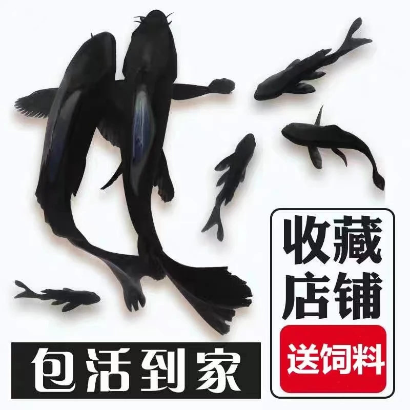 黑锦鲫鱼苗黑锦鲤小金鱼冷水鱼小型鱼好养活体观赏鱼黑草鱼新手鱼