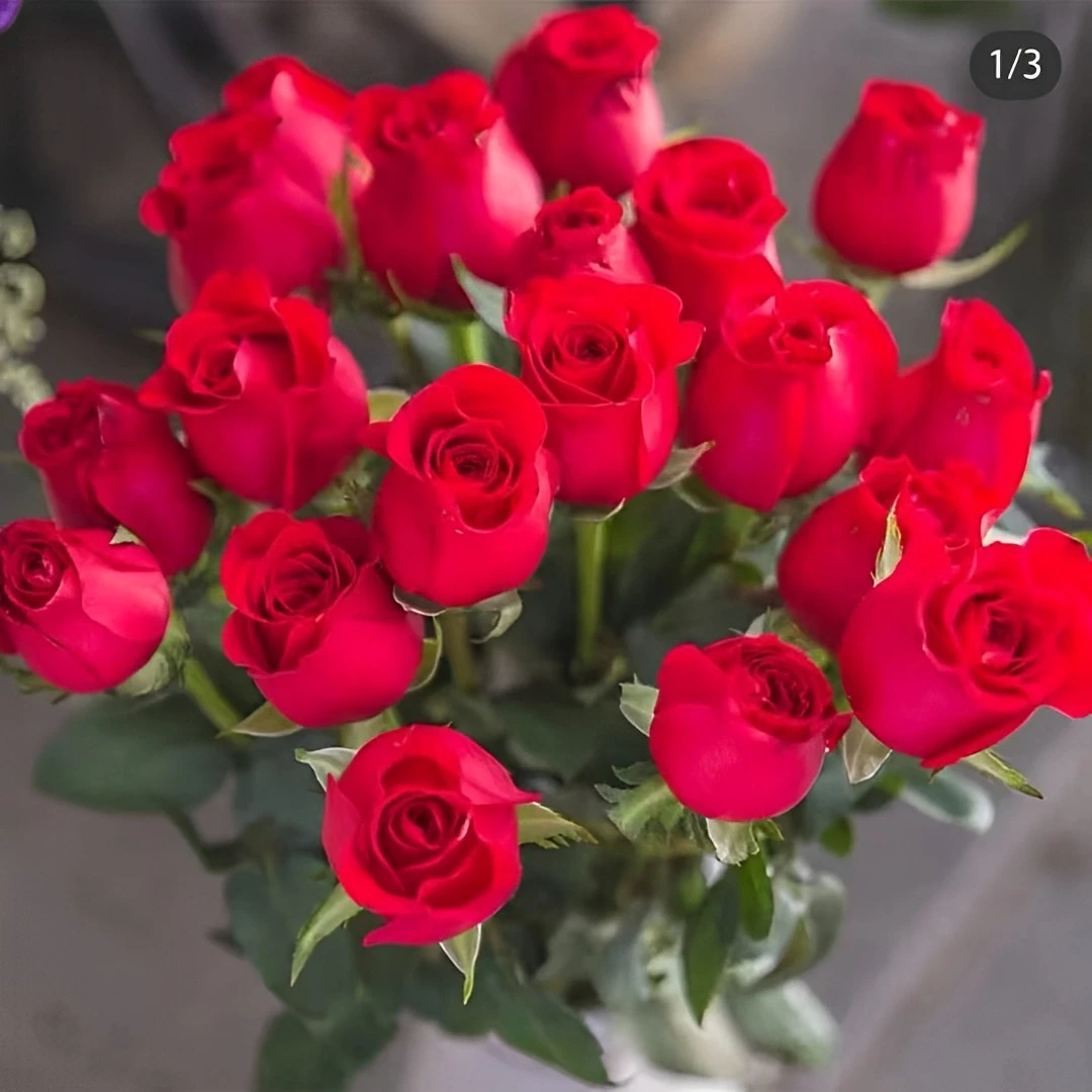 基地直发 多头玫瑰 现采 红玫瑰批发 实体花店进货 情人节 七夕节