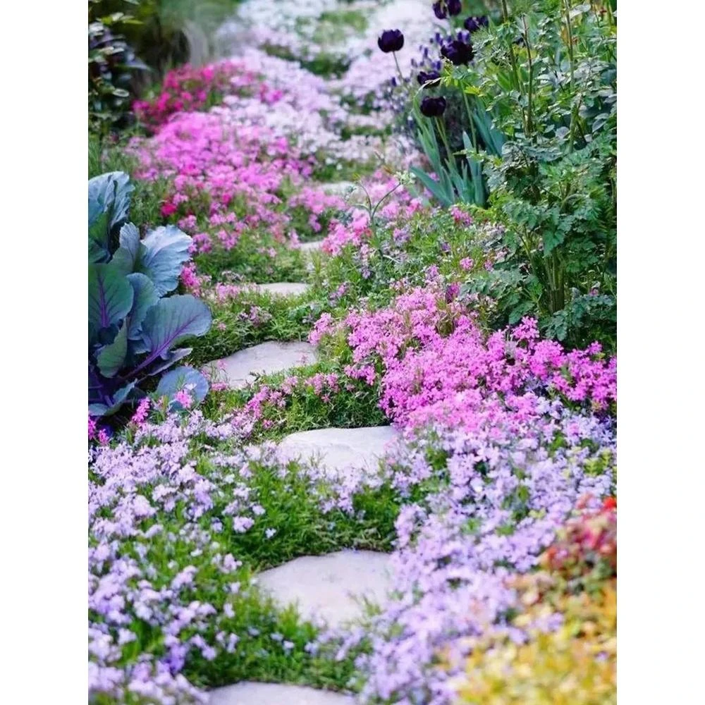 低矮耐寒芝种子福禄考花籽花种四季室外北方阳台见土就活花种