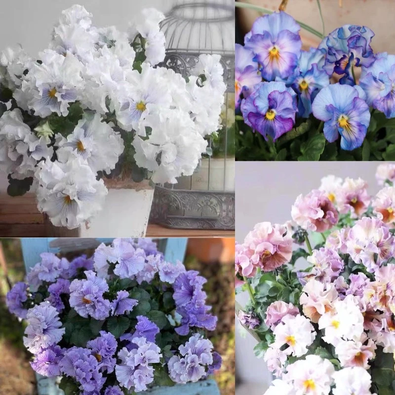 日本进口皱边角堇种子合集破碎褶边碎边三色堇神仙色中提琴盆栽