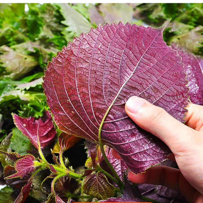 紫苏食用大叶紫苏种子多茬采收阳台庭院花坛花箱易种香草花种子籽