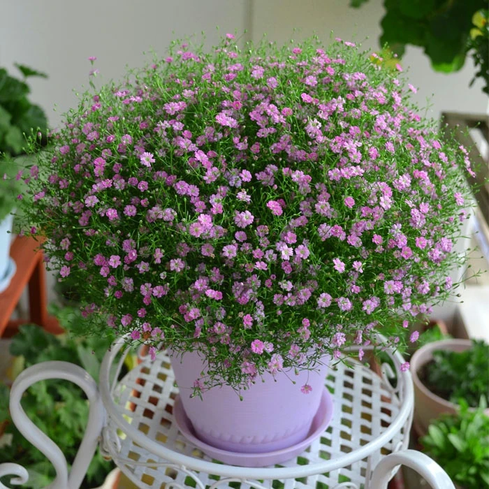 满天星种子四季易活开花不断植物盆栽室内外阳台花卉花种籽子孑