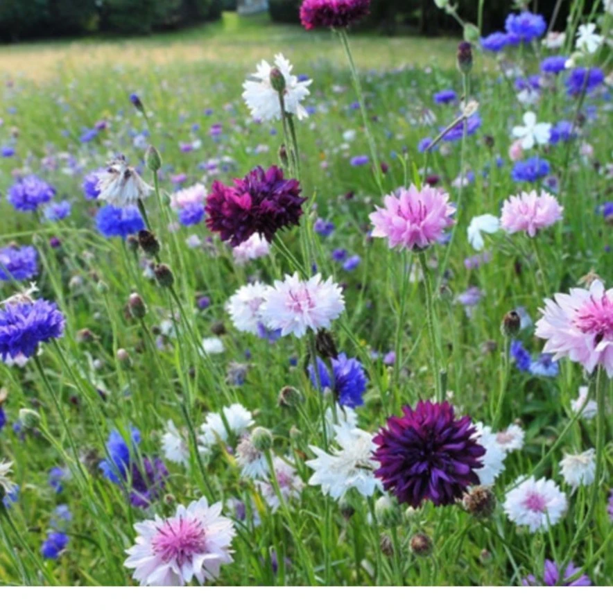 矢车菊种子四季种易活花籽耐寒蓝芙蓉种孑庭院室外花种籽子花种子