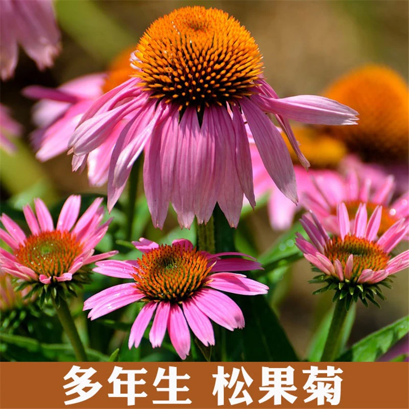 松果菊种子紫锥花种 景观工程园林绿化花种子四季多年生简单散装