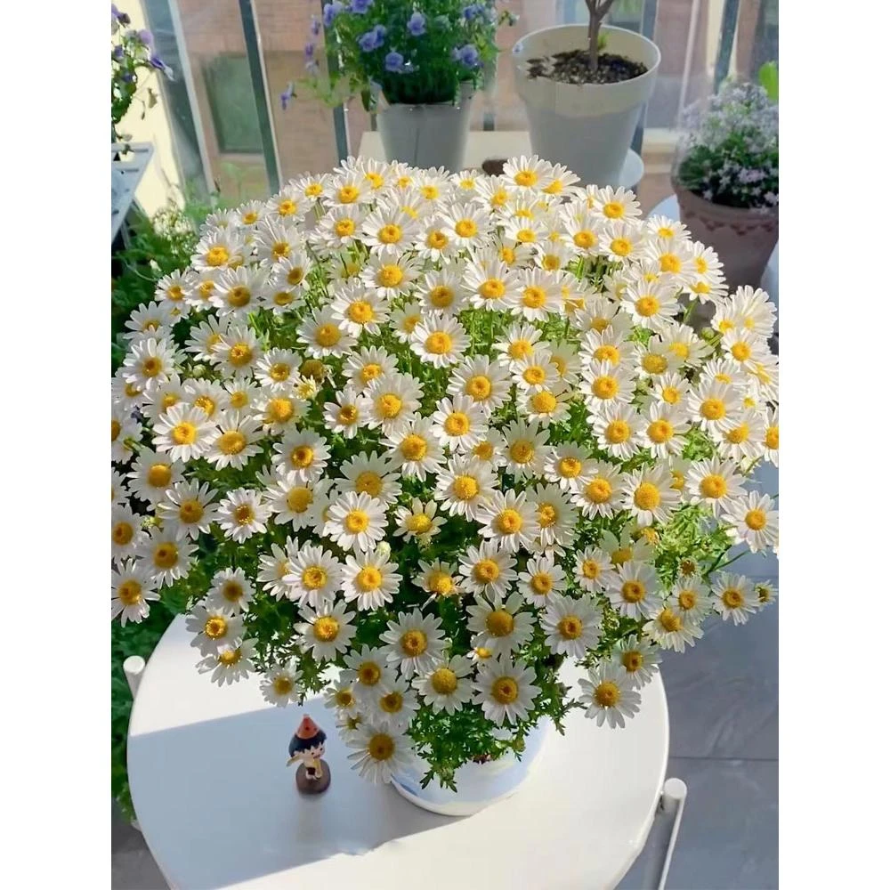 小雏菊种子四季播种开花室内室外盆栽花卉好养易活花种子籽孑花籽