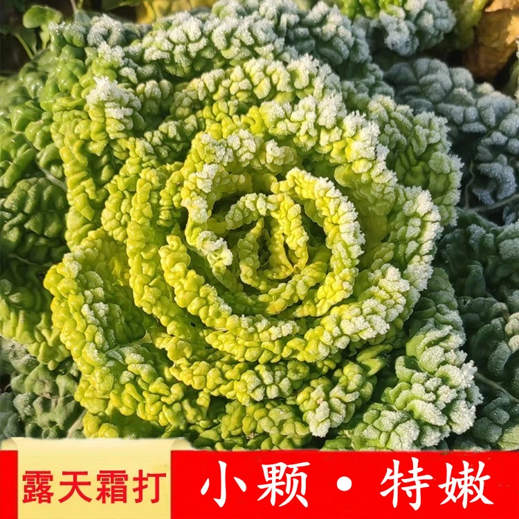 【黄心乌塌菜种子】菜地乌塌黄易栽培耐寒叶大肥厚纤维少乌塌菜子