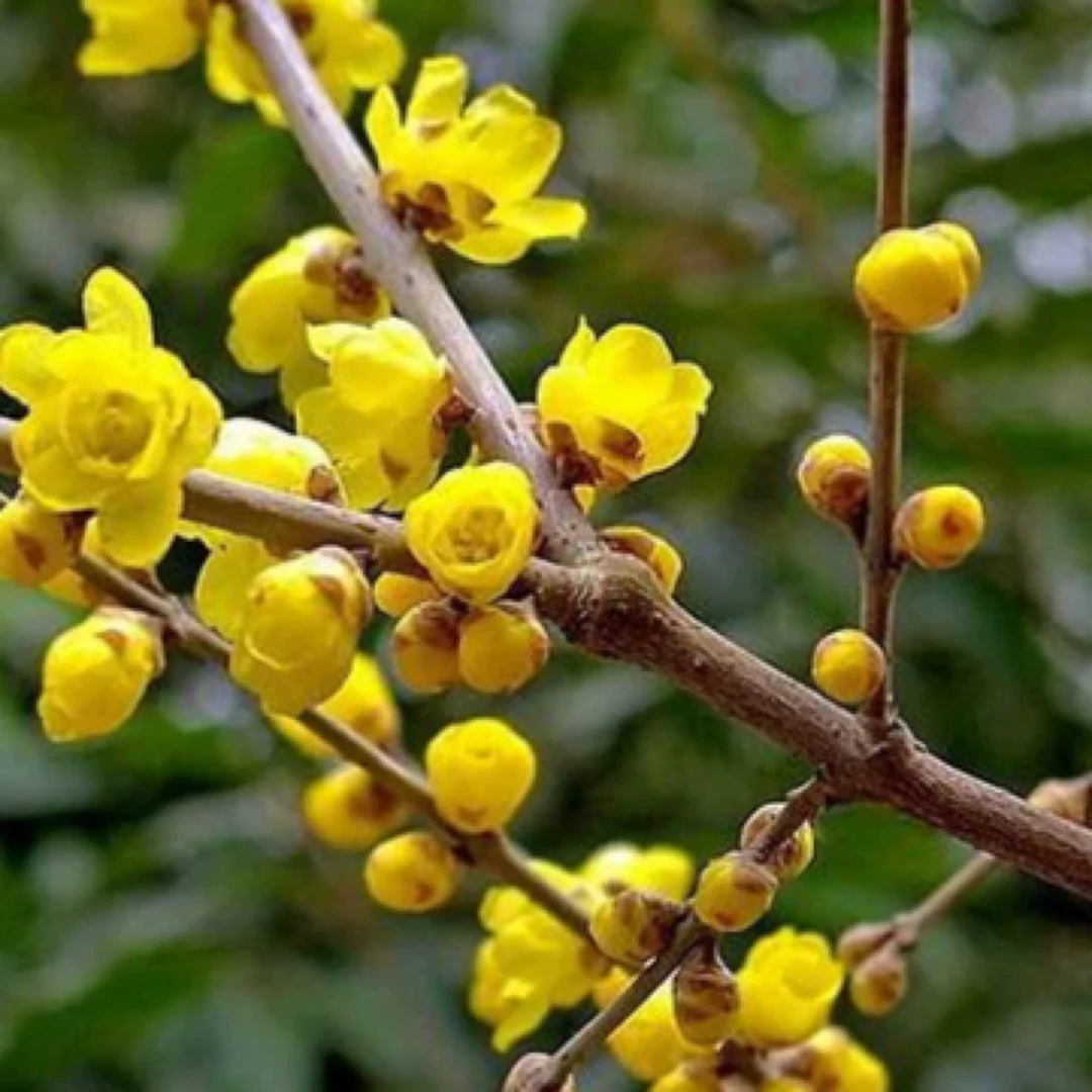 腊梅花树苗盆栽矮庄盆景老桩室内素心庭院地栽冬天耐寒花卉浓香型