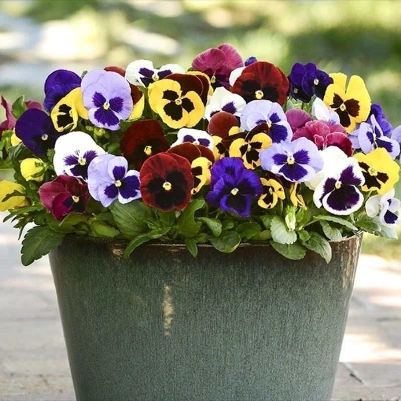 混色三色堇花种子猫脸花蝴蝶花春秋易种开花室外阳台盆栽花卉种子