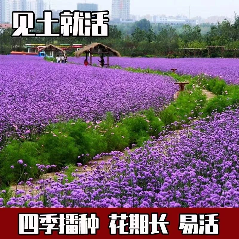 柳叶马鞭草种子多年生宿根草花种子景观绿化花海婚纱摄影观花种子