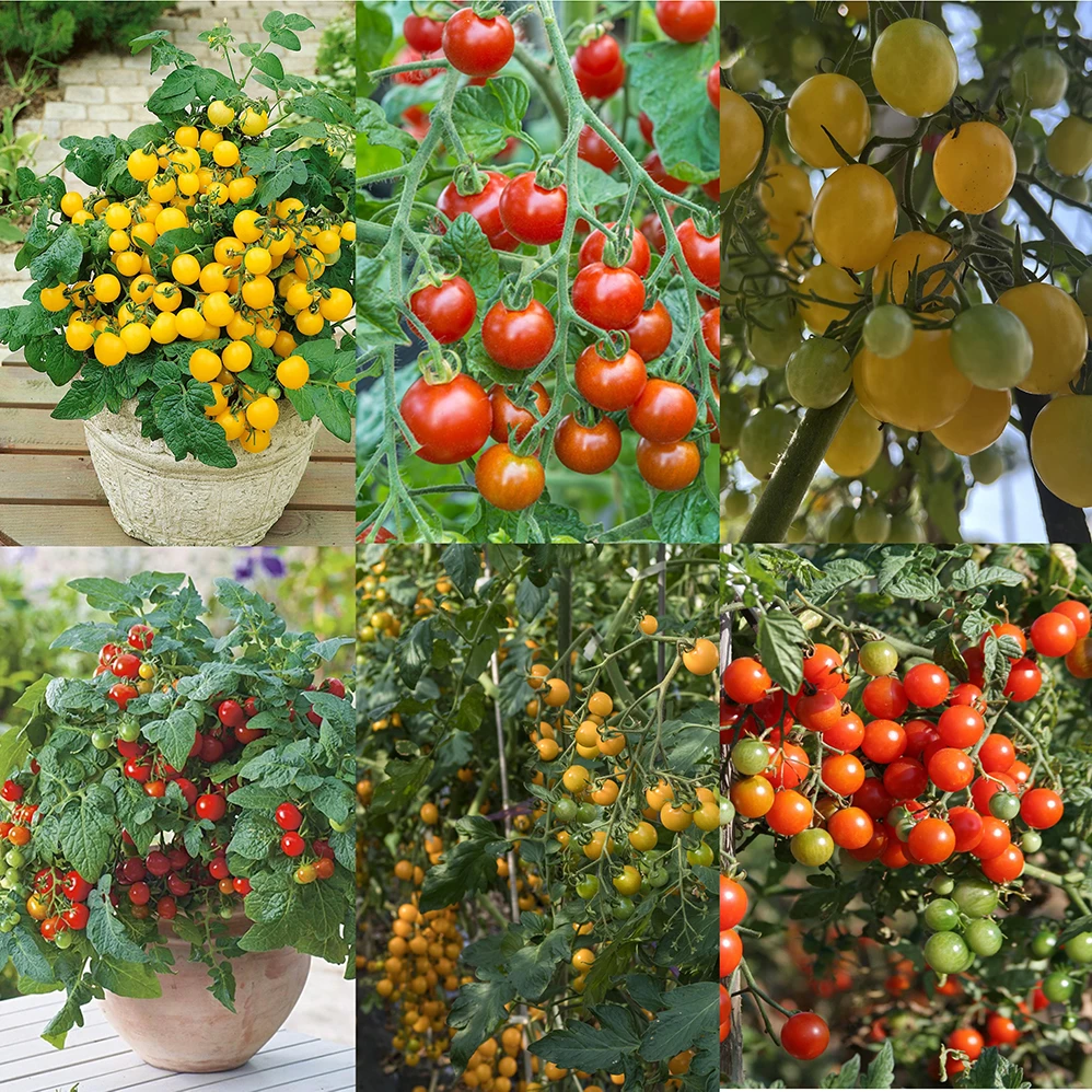 2025番茄、茄子苗系列（顺丰包邮）