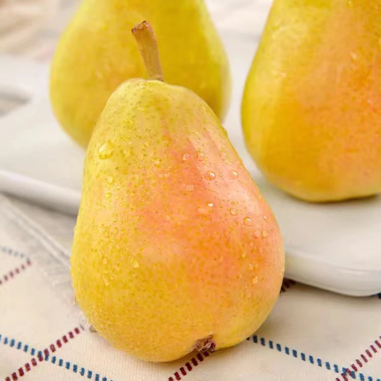 【高山采摘】烟台太婆梨软糯多汁鸭梨秋面红啤香蕉梨孕妇水果3/9斤