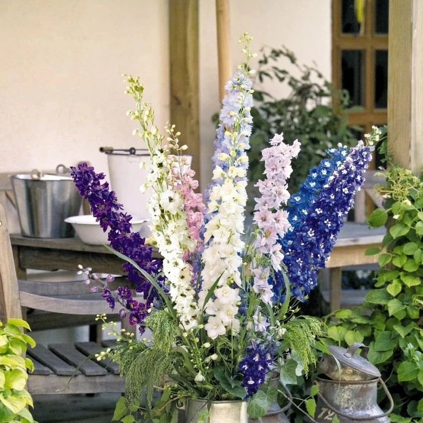 庭院绿植大花飞燕草苗花园植物