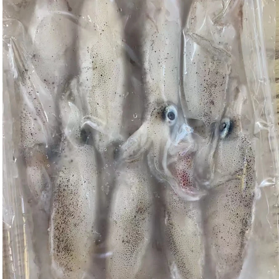 北海本港新鲜鱿鱼速冻顺丰空运包邮