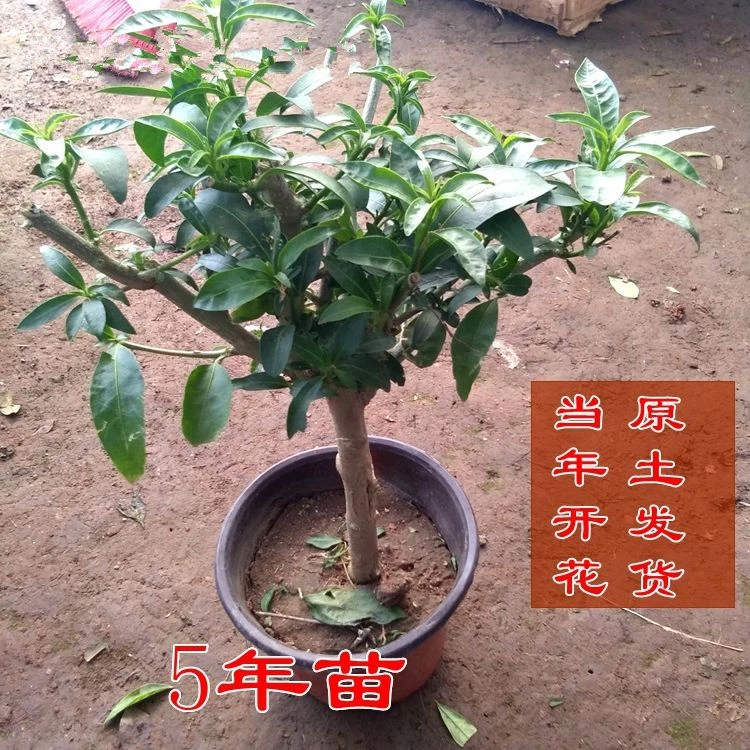 老桩夜来香带花苞