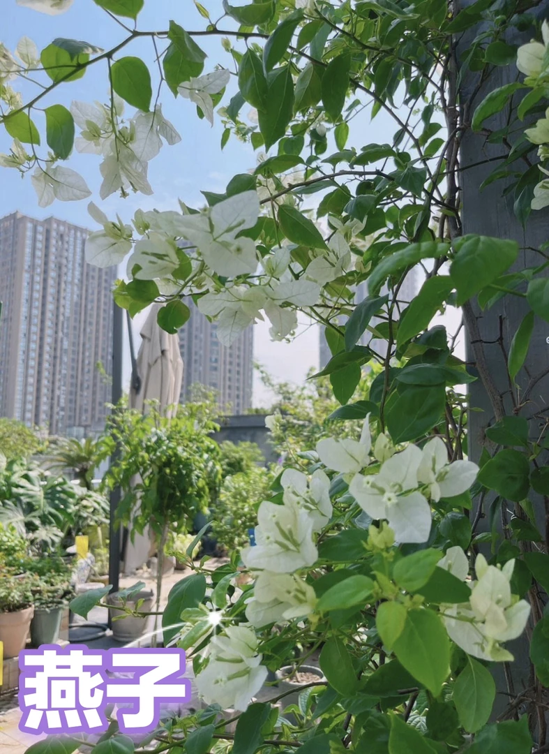 （白雪公主）三角梅阳台四季开花爬藤植物盆栽绿植花卉勤花品种
