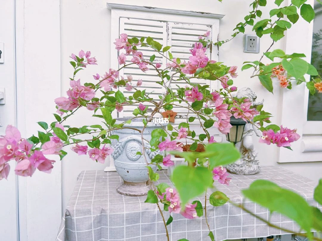 （高飘）三角梅四季开花爬藤植物盆栽绿植花卉勤花品种