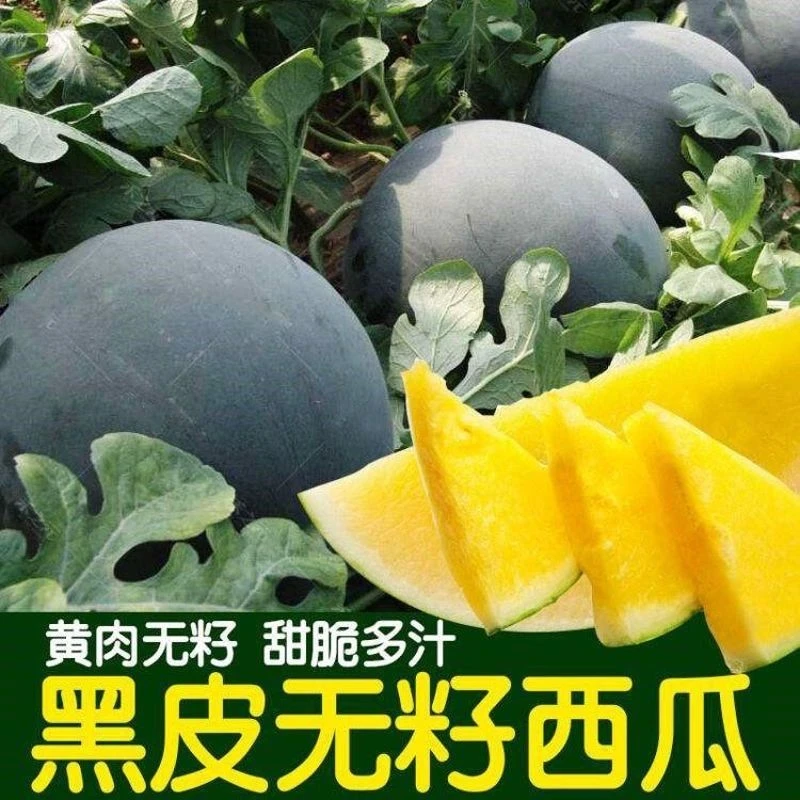 无籽黄心西瓜种子黄皮西瓜无籽种籽四季播黄瓤水果甜王麒麟瓜种籽