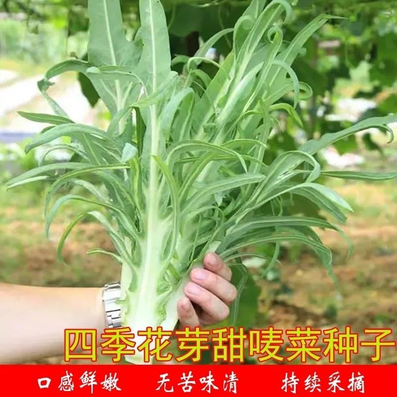 花芽甜麦菜种子四季甜唛菜油麦菜青菜种子农家阳台蔬菜种子大全