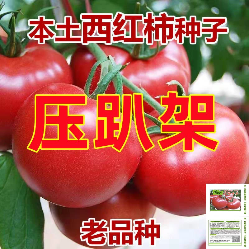 高产大番茄种子超甜超大红果大西红柿种子批发高温蔬菜瓜果种籽
