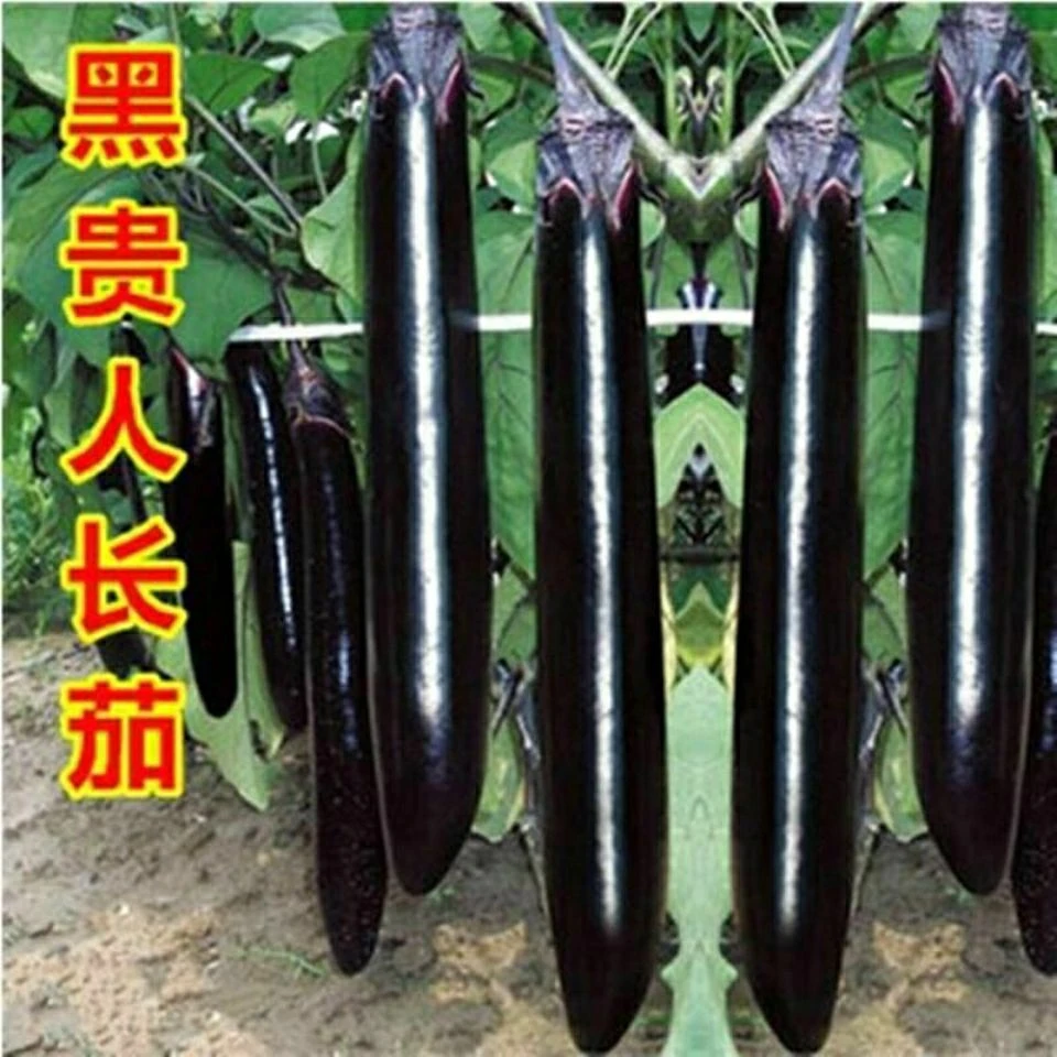 墨亮长茄子种子早春茄子种子日本黑贵人露天大棚蔬菜籽盆栽黑茄