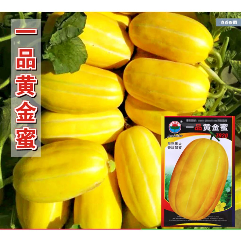一品黄金蜜甜瓜种子 香瓜 早熟 糖度15度 春季特甜不易裂果耐运输