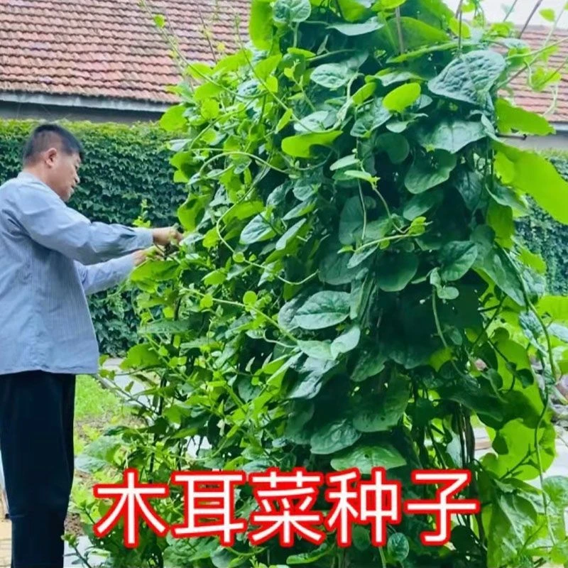 大叶木耳菜种子小青菜种籽菜种孑菜苗阳台蔬菜四季种植秋收种业