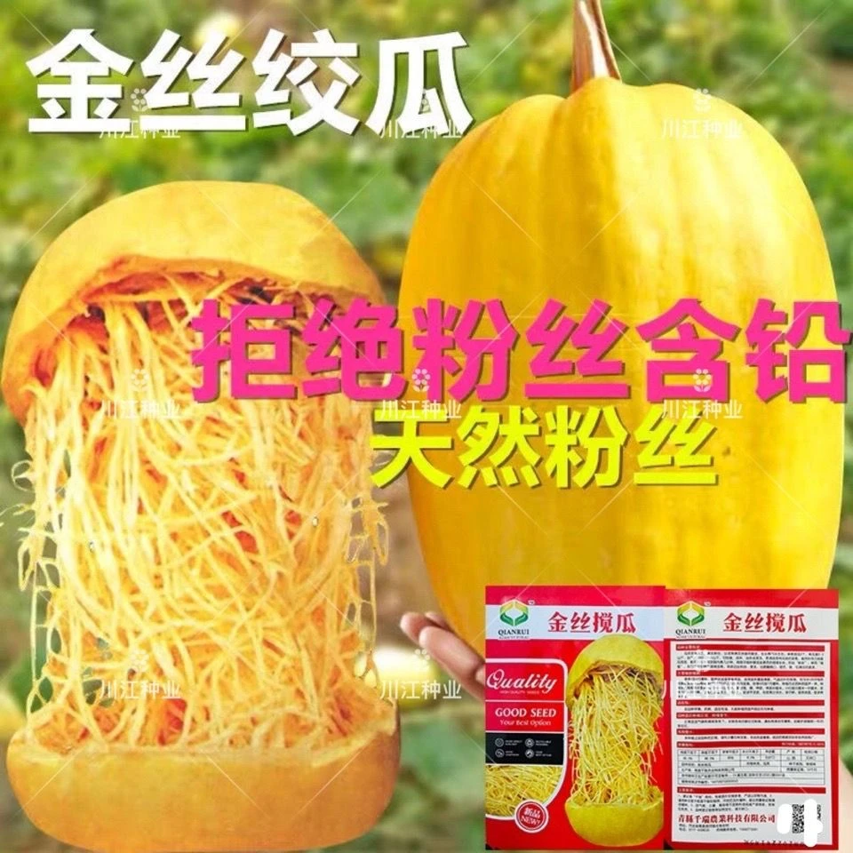 原装金丝搅瓜种子 天然粉丝南瓜种子 金丝瓜种子 四季 好吃丝瓜种