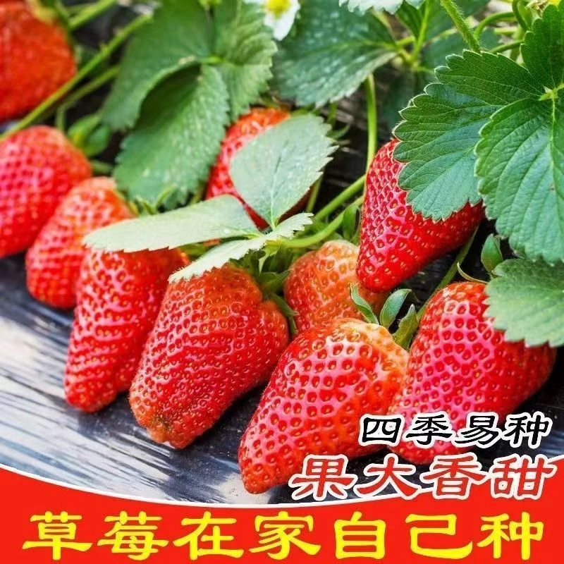 四季草莓种子奶油草莓特大超甜庭院阳台易种盆栽蔬菜水果种子批发
