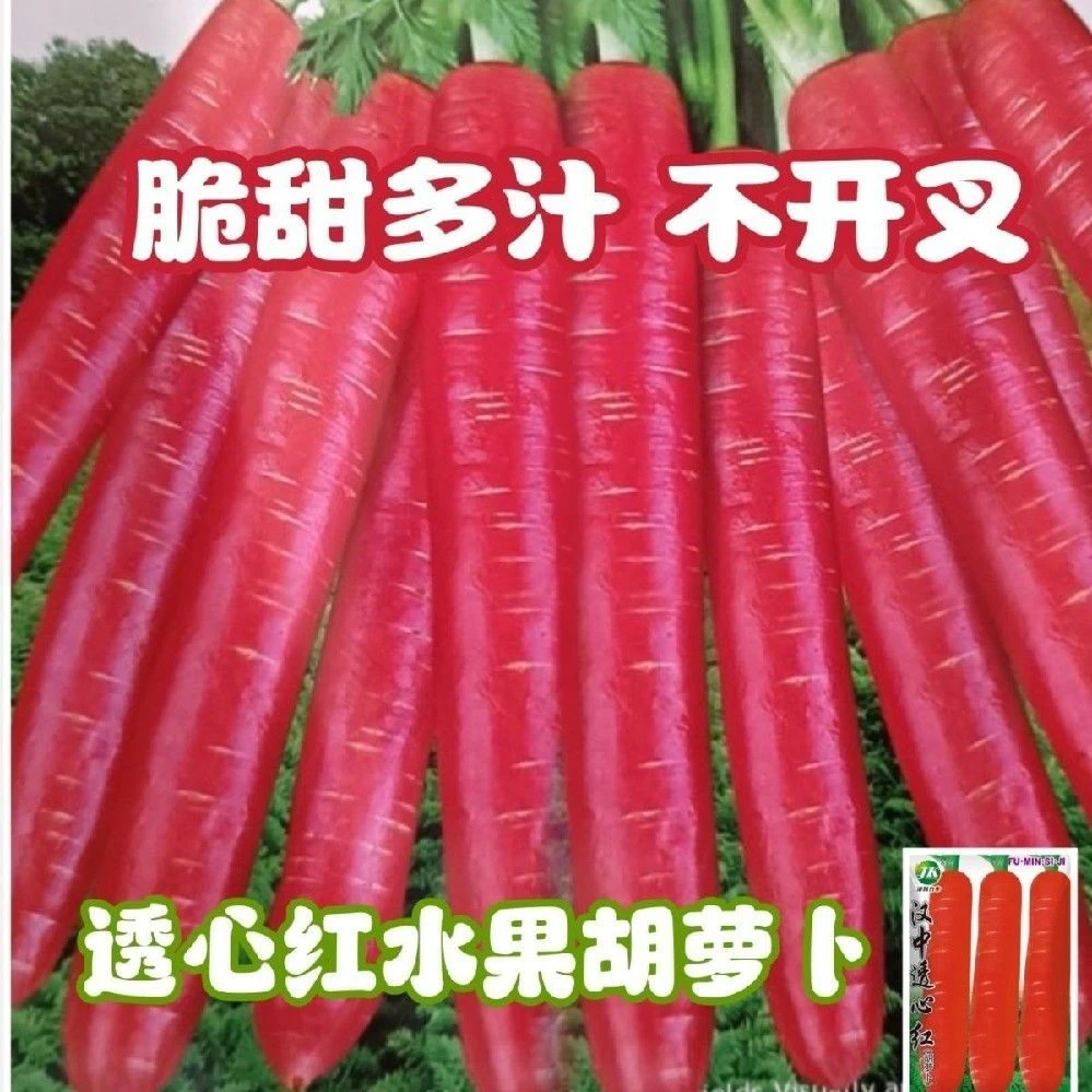 玫瑰红水果胡萝卜种子透心红胡萝卜种籽易种高产耐热耐寒萝卜种子
