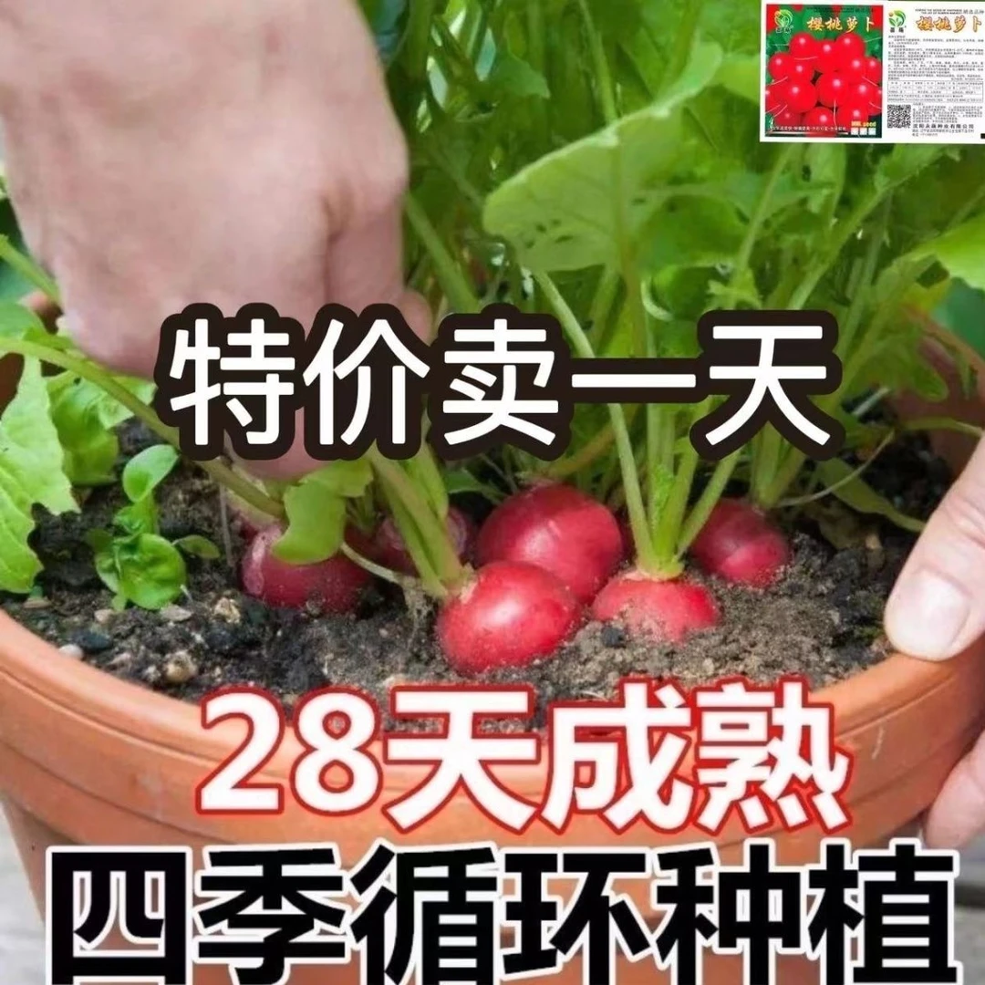樱桃小萝卜种子心里美白萝卜沙窝早熟阳台盆栽水果蔬菜种子四季播