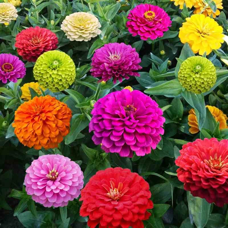 百日草花种子混色百日菊易活花籽四季开花室外庭院阳台步步高种籽