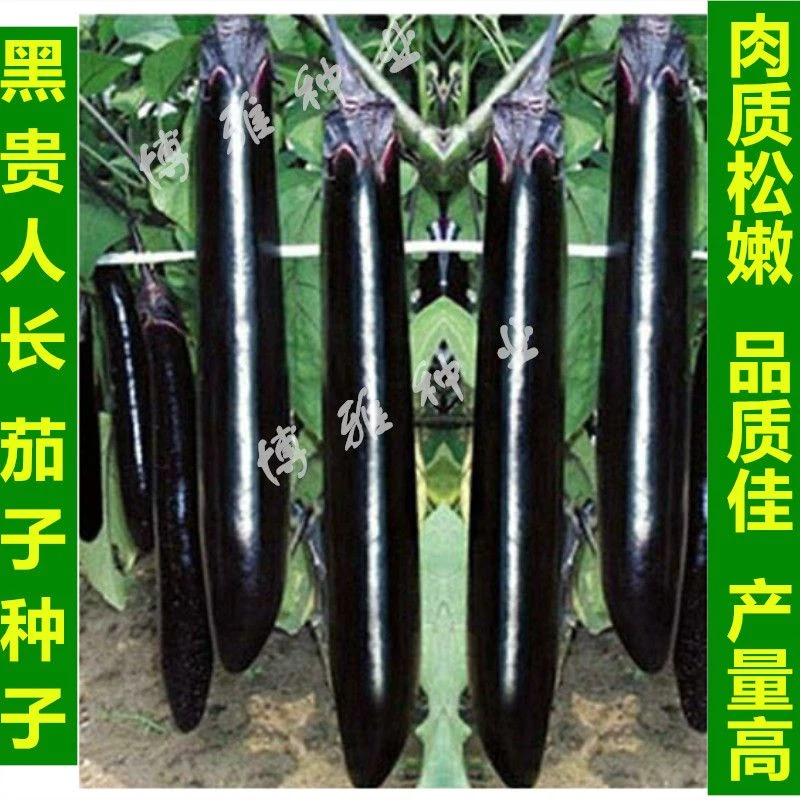 黑贵人长茄茄子种子四季播农家田园大棚高产抗病春季紫红茄蔬菜籽