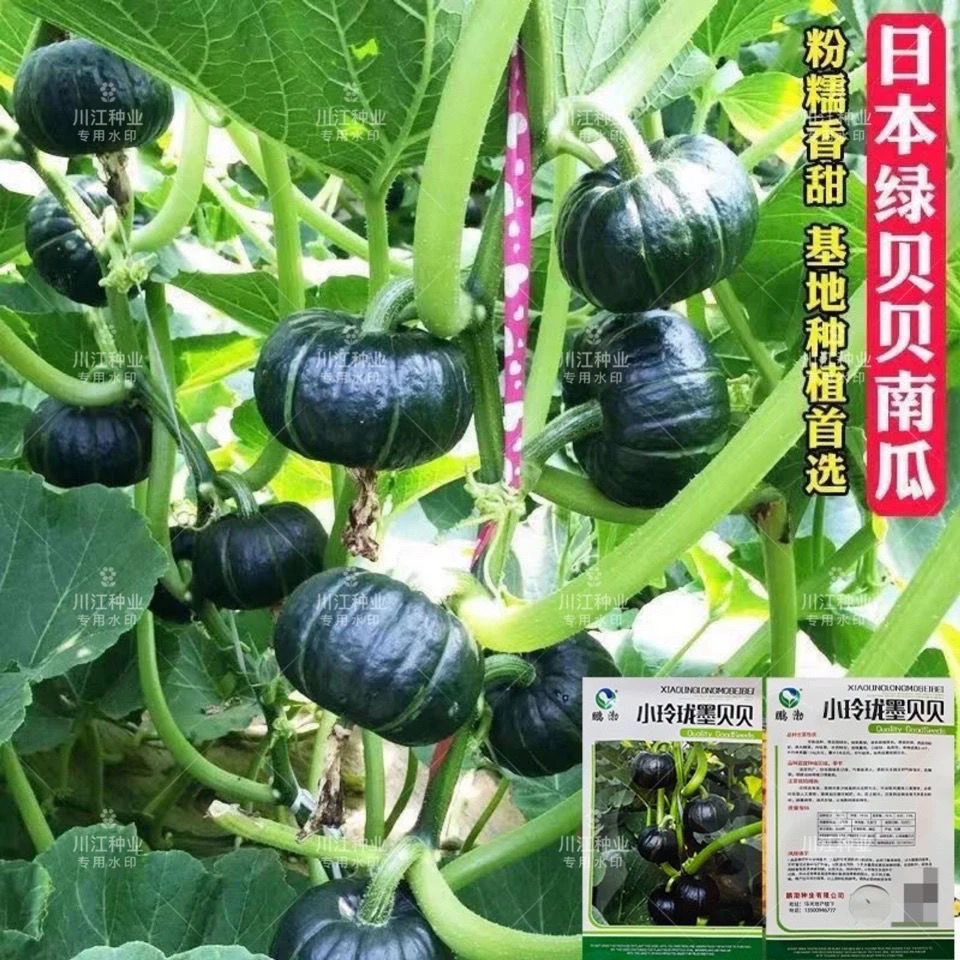 香甜粉糯贝贝南瓜种子孑黄金白绿贝贝小南瓜种籽四季阳台蔬菜种子