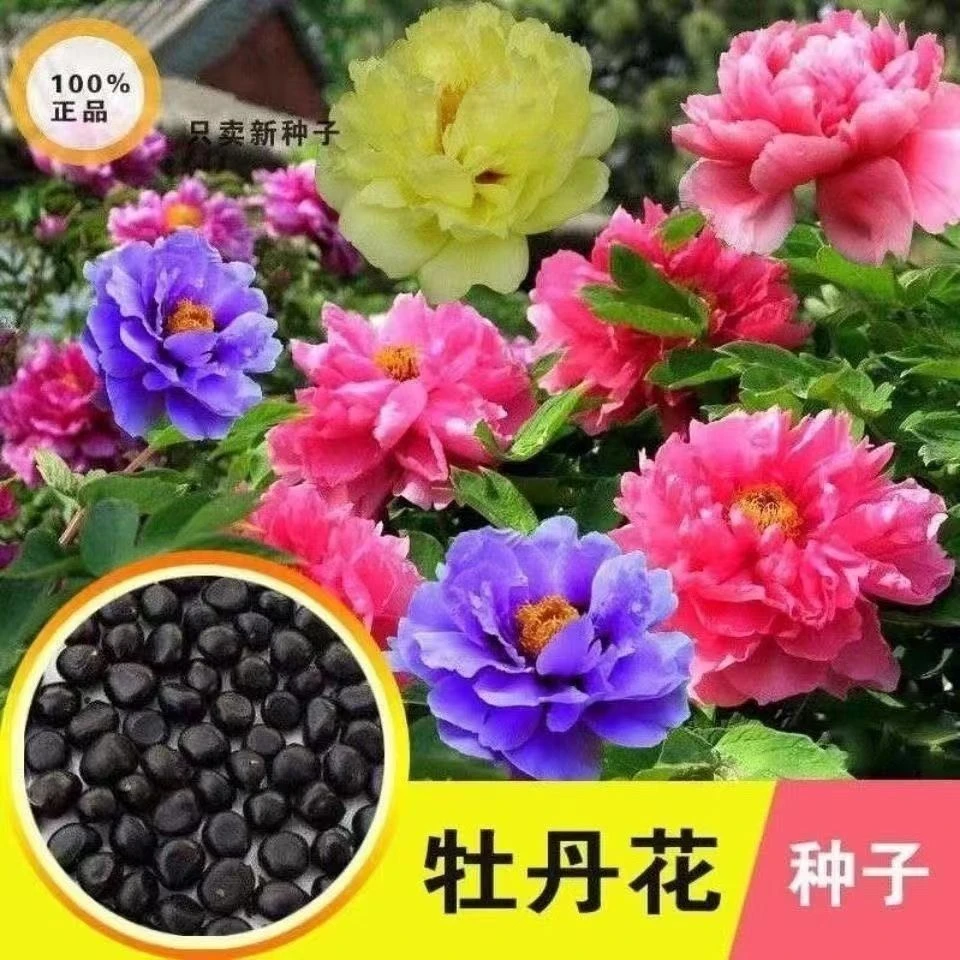【重瓣牡丹】室外花种子牡丹花种子易活易种开籽盆栽庭院多年花卉