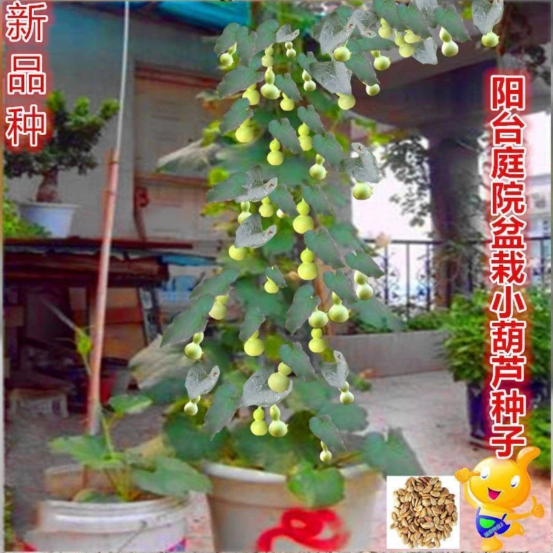 正宗盆栽手捻葫芦种小葫芦亚腰种四季阳台爬藤庭院葫芦植物籽