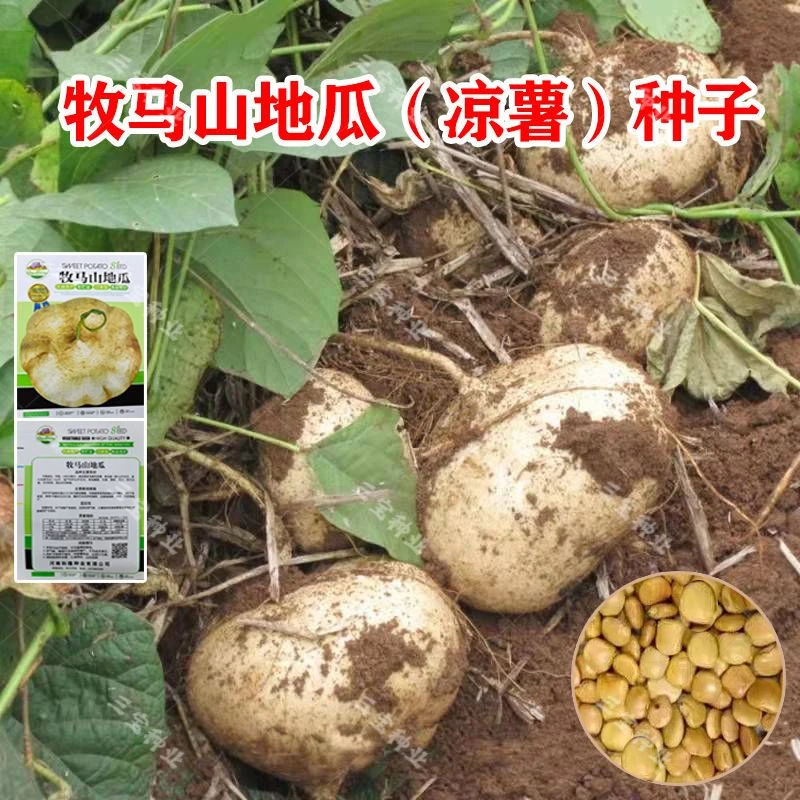 牧马山地瓜种子四川凉薯种籽春季耐热解薯易种农家田园蔬菜种子