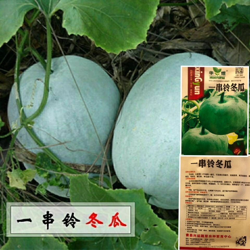 高产一串铃冬瓜种子粉皮白皮迷你小冬瓜种籽四季庭院盆栽蔬菜种子