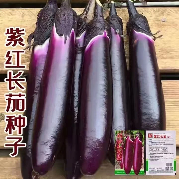 高产紫长茄子种子早熟 紫红色长茄子种籽 线茄 春秋播蔬菜种子
