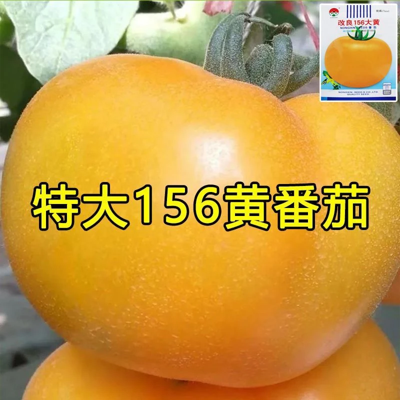 黄色大西红柿种子沙瓤大黄柿子种子老品种西红柿阳台盆栽蔬菜种子